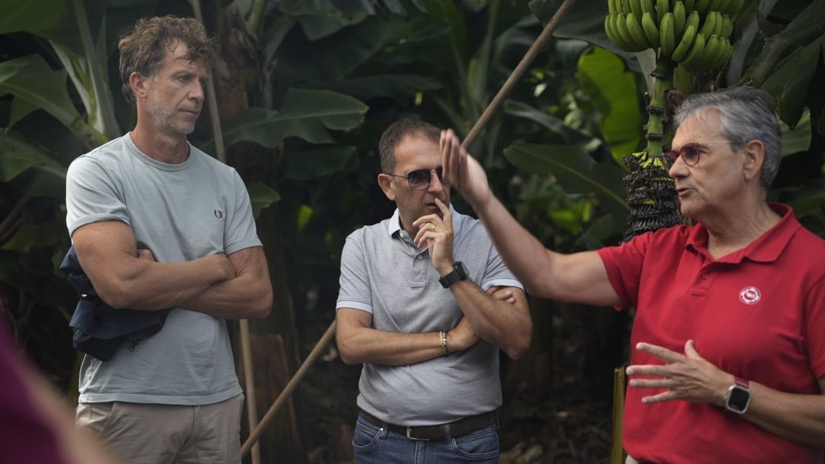 El plátano de Canarias busca abrirse paso en el mercado italiano