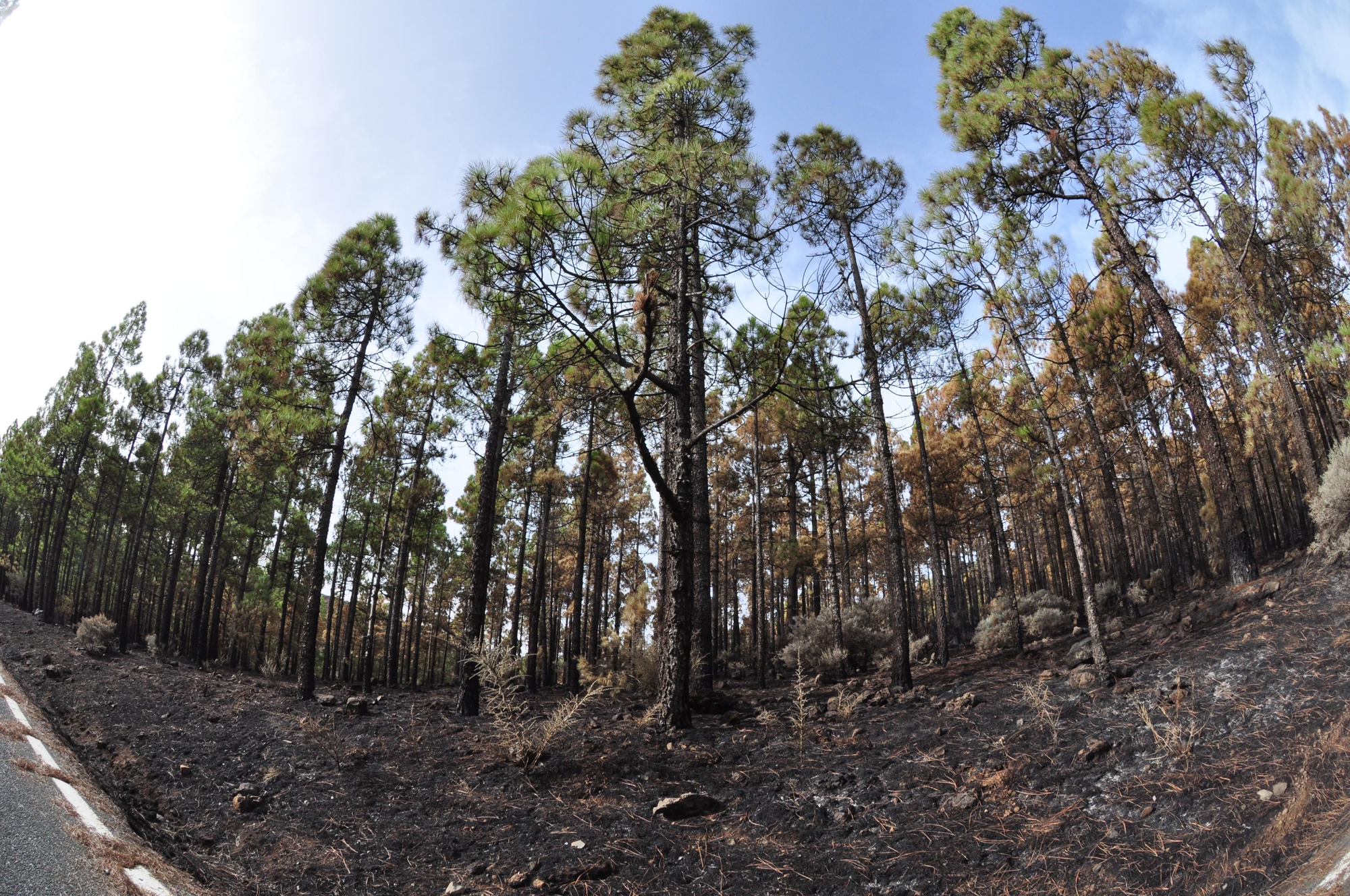 Incendio en Gran Canaria