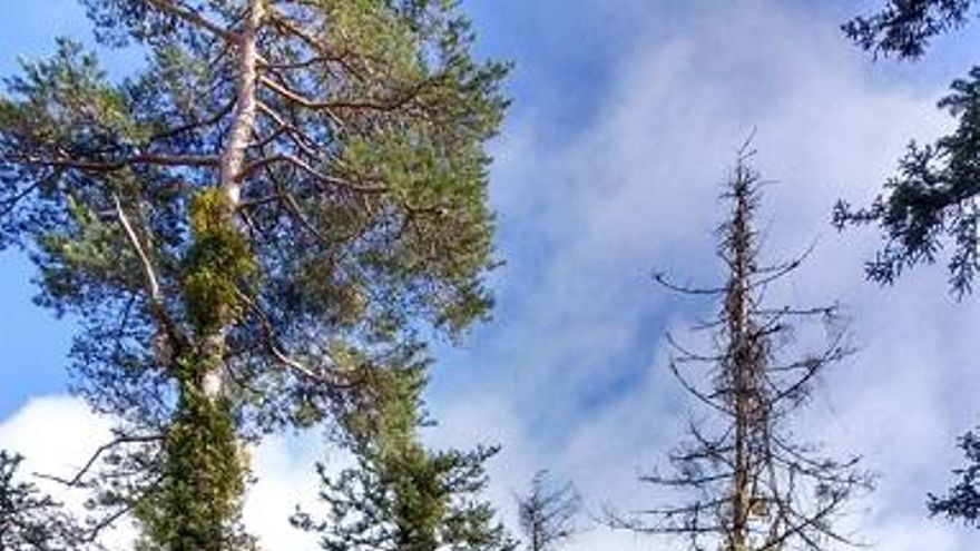 Un estudio de UPO y CSIC señala que los bosques españoles demuestra su capacidad de recuperación ante sequías