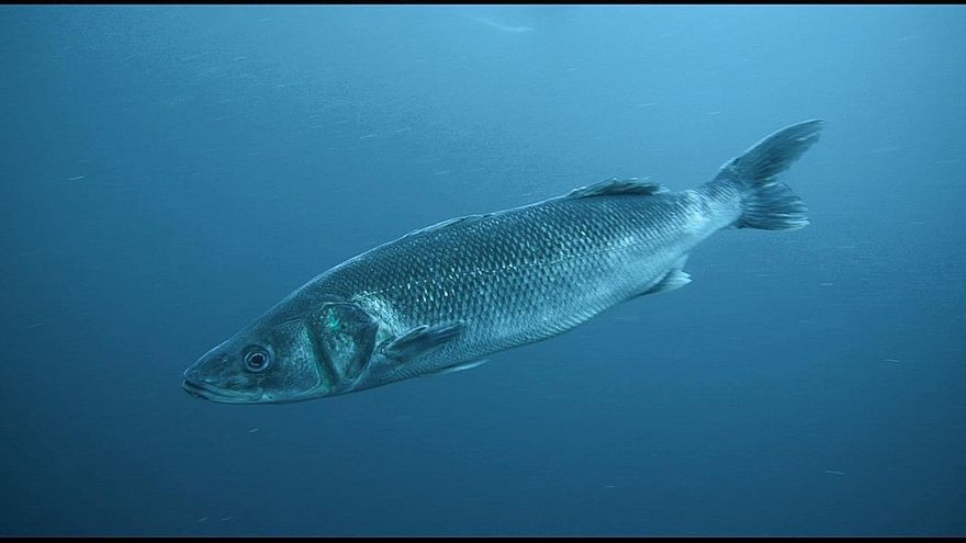Lubina Aquanaria en aguas de Gran Canaria.