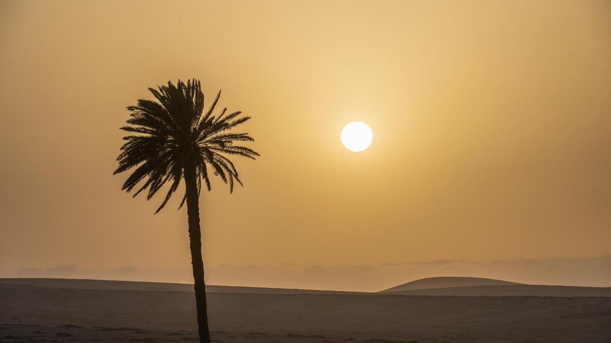 El sol se pone junto a un ejemplar de palmera canaria en la Rosa de los Negrines, en el municipio de la Oliva, en una jornada donde las temperaturas han bajado considerablemente pero los efectos de la calima se resisten a desaparecer.