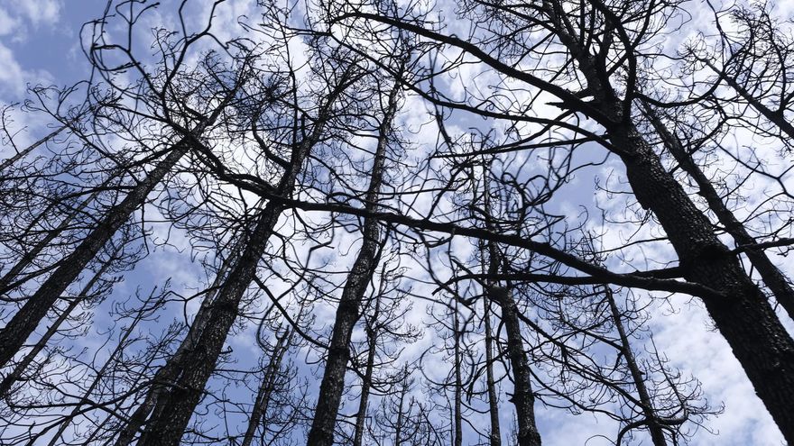 Sigue la última hora del incendio en Tenerife