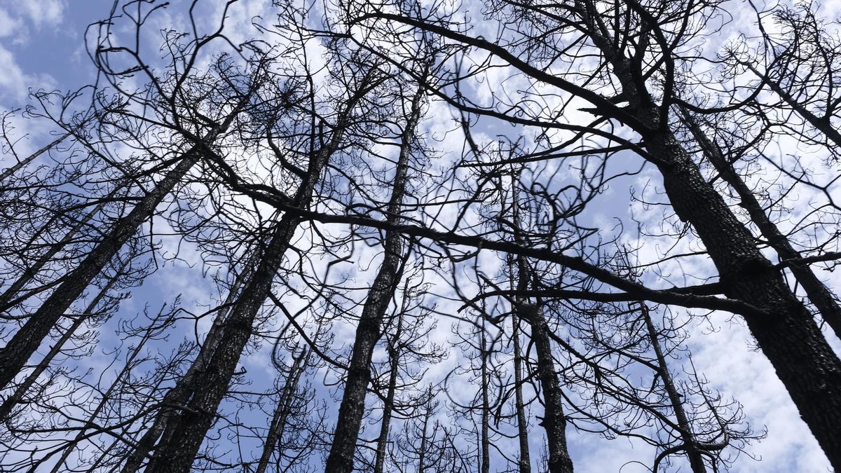 El Parque Nacional del Teide este jueves tras el paso del incendio forestal que afecta a la isla de Tenerife. En la imagen, numerosos árboles calcinados