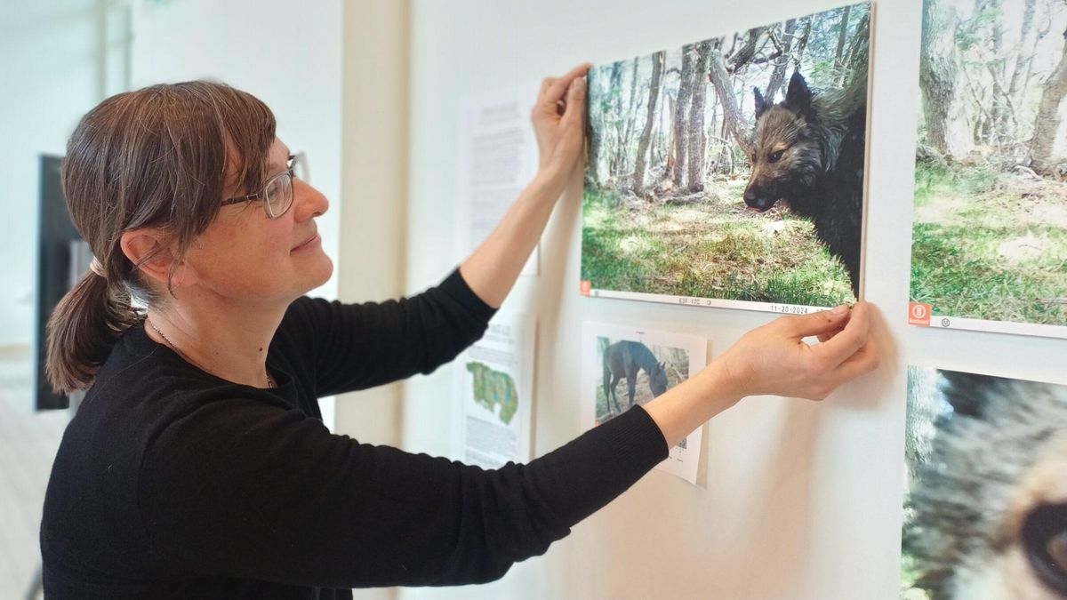 La investigadora Elke Schüttler clasifica imágenes de perros fotografiados por cámaras trampa en el bosque. Foto: cortesía Elke Schüttler