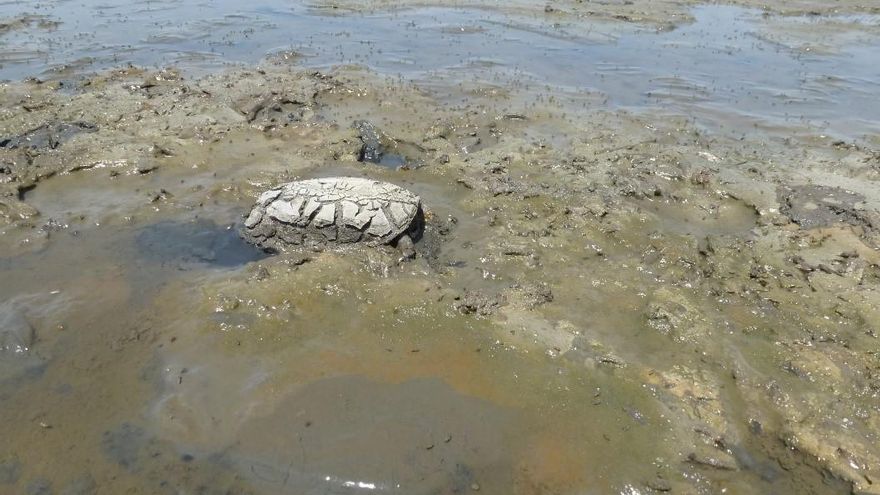 Los galápagos luchan por sobrevivir en el fango de la gran laguna seca de Doñana
