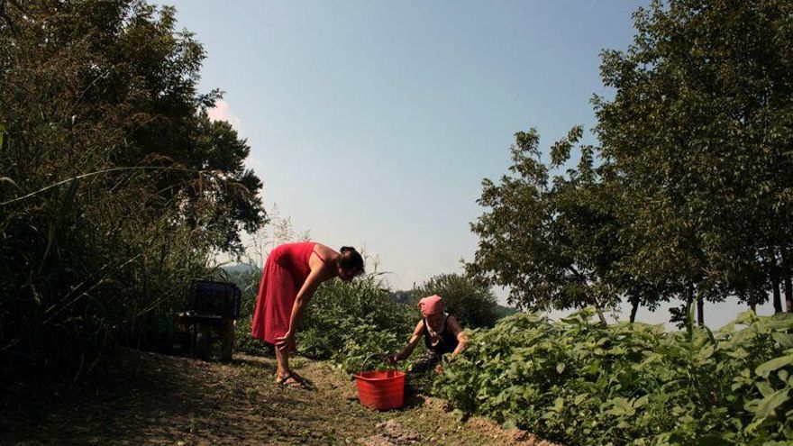 El lugar de las fresas