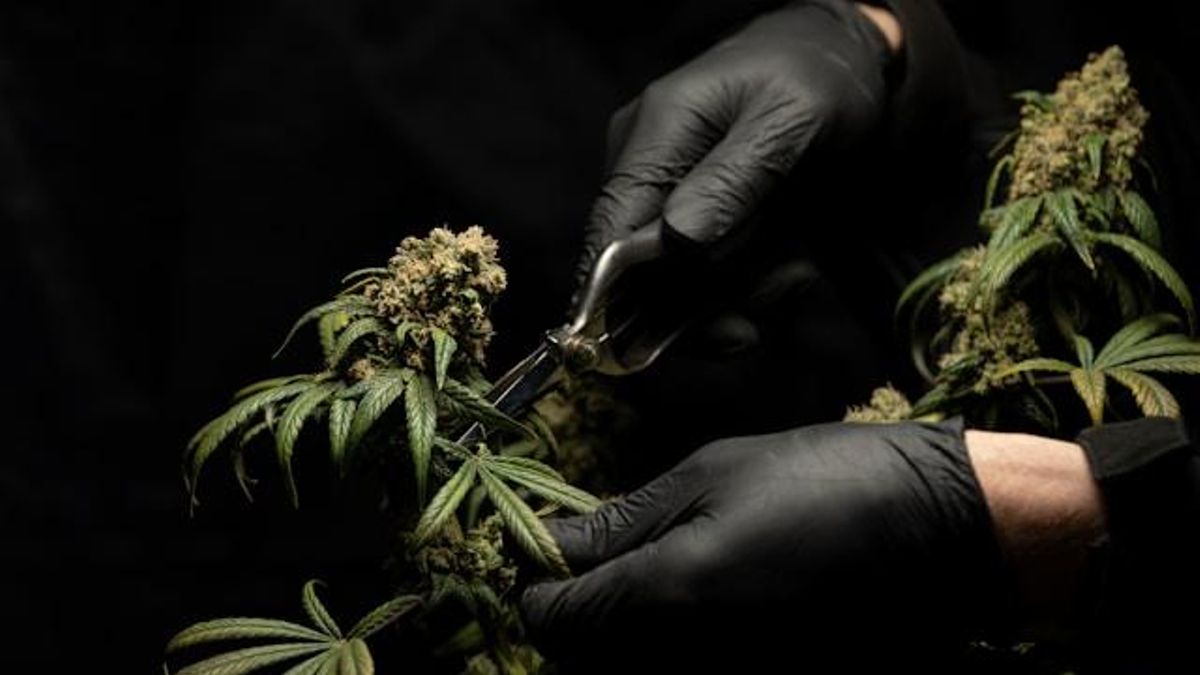 Guía de asociaciones cannábicas en Madrid: cómo funcionan y cómo unirse en barrios como Chueca