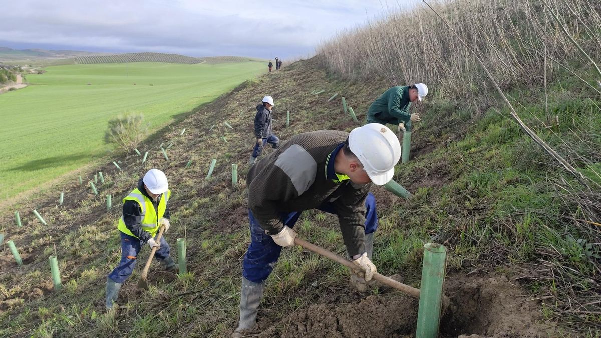 Plantaciones y corredores ecológicos para recuperar la vegetación que la agricultura intensiva ha destruido en la Campiña