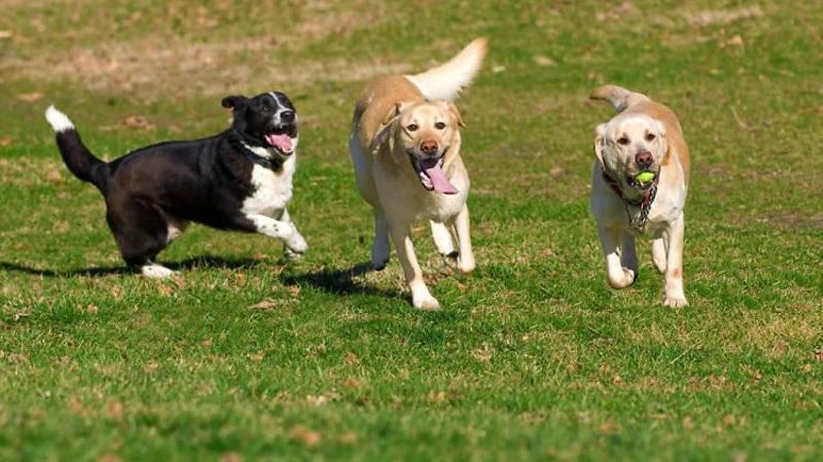 Planes de verano caninos: playas, senderos y excursiones para no dejar a tu mascota en casa