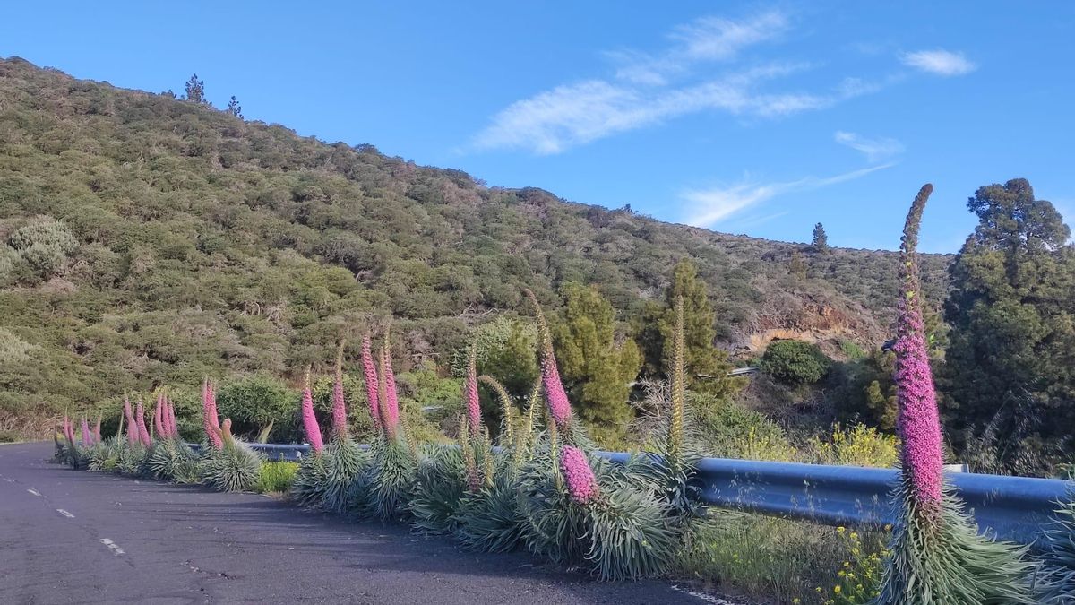 El sector del astroturismo de La Palma pide "coordinación urgente" ante las obras previstas en la LP-4 y los miradores astronómicos