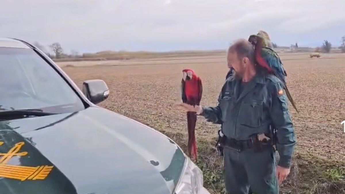 Momo, el último guacamayo robado ya ha sido recuperado