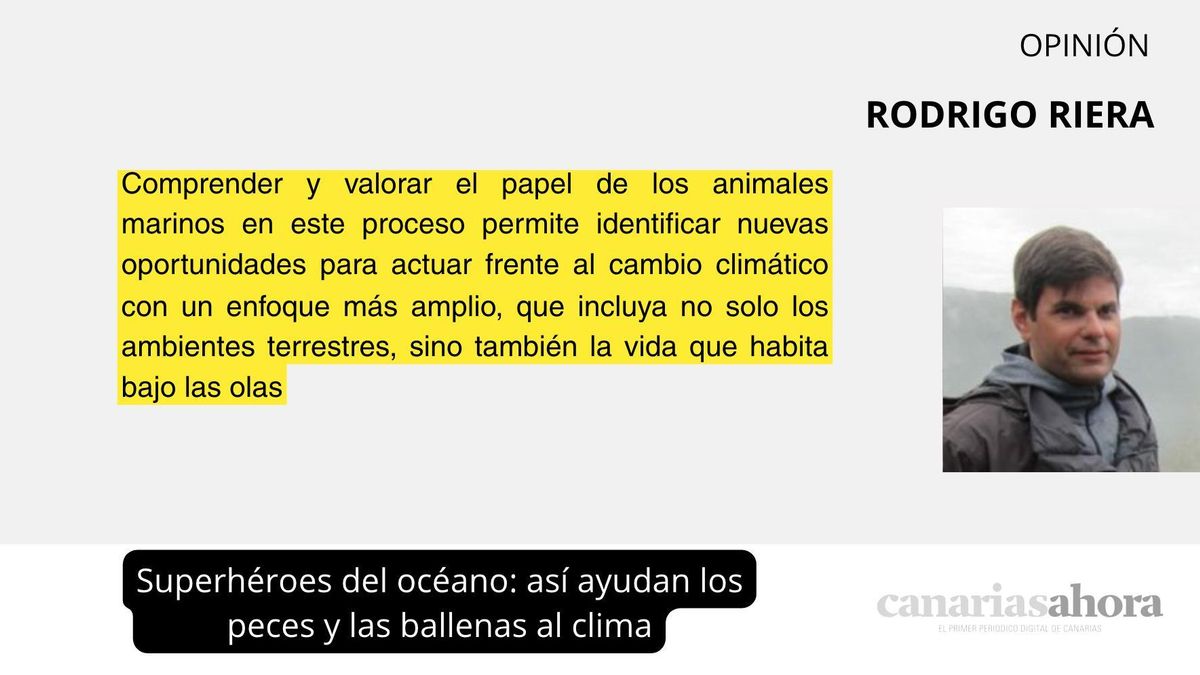 Superhéroes del océano: así ayudan los peces y las ballenas al clima