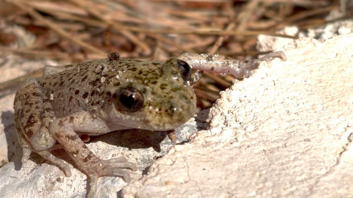 El ferreret llegó a estar disperso por toda la isla de Mallorca, pero ahora solo habita las balsas y torrentes de la Serra de Tramuntana.