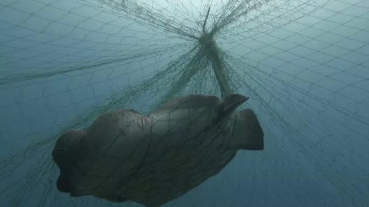 Una red ilegal de más de 40 metros atrapa a un angelote y cuatro chuchos en la playa de Las Teresitas