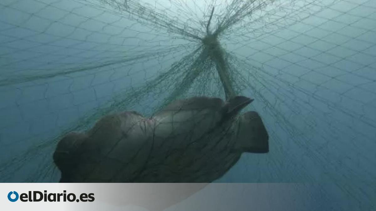 Una red ilegal de más de 40 metros atrapa a un angelote y cuatro chuchos en la playa de Las Teresitas