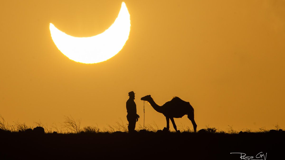 El eclipse deja imágenes para la historia como la de Martín, una cría de camello de Lanzarote