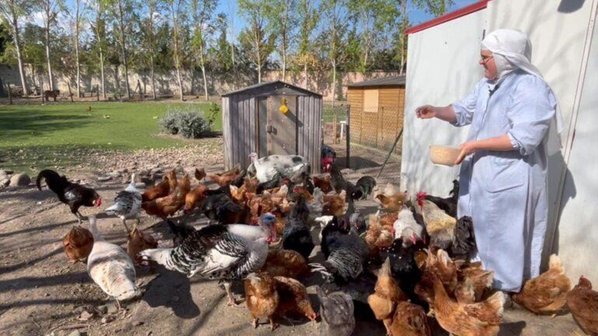 Una de las monjas rebeldes, dando de comer a las gallinas