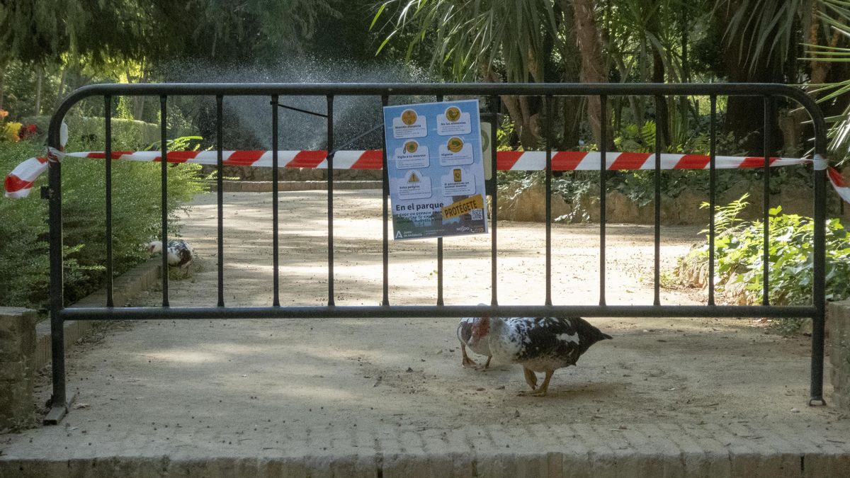 ¿Podemos dejar de mirarnos el ombligo con la gripe aviar?