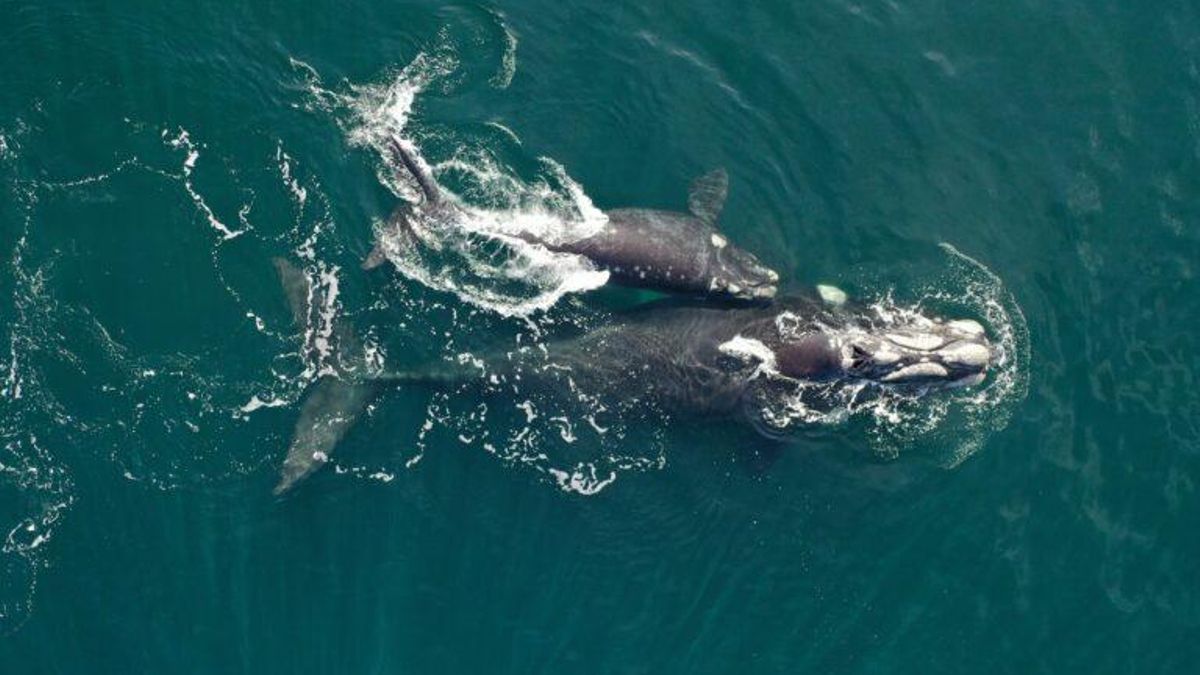 Una ballena franca austral junto a su cría, fotografiada en septiembre de 2024 en el sur del Mar Argentino. Foto: cortesía Paula Faiferman/Siguiendo Ballenas