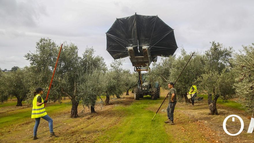 Córdoba ya vende más aceite de oliva del que produce