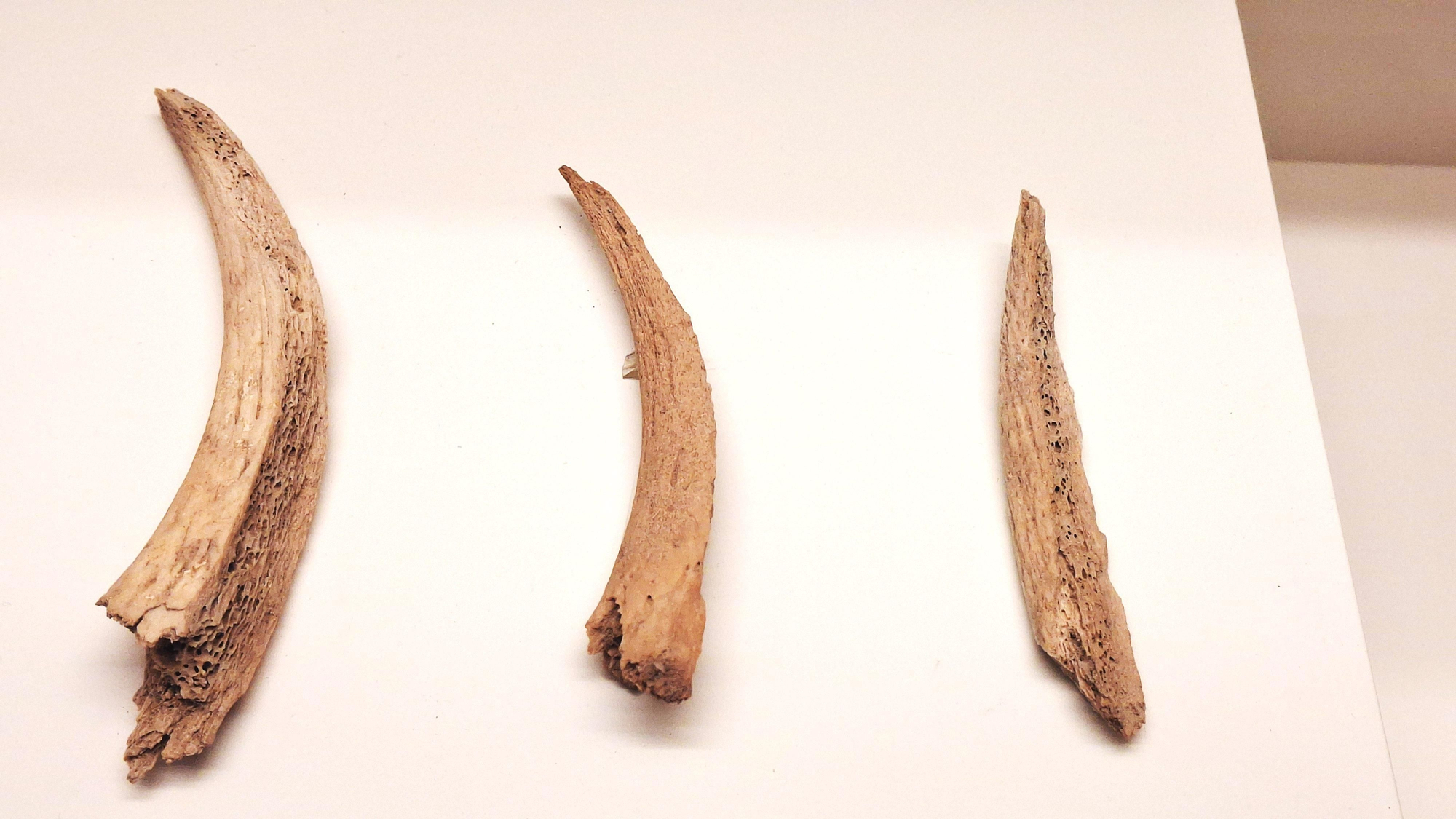 Estos tres cuernos de cabras se biselaron por una cara para transformarlos en escamadores. Se conservan en El Museo Canario.