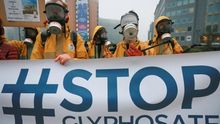 La Agencia Europea de Químicos no considera cancerígeno el glifosato.
