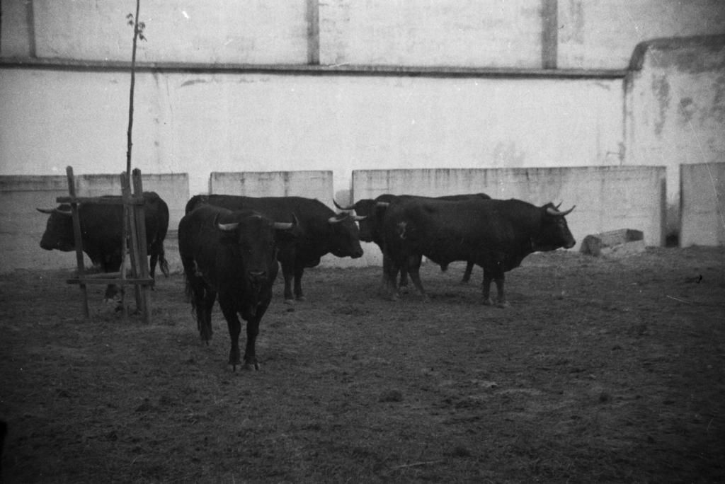 Toros en los corrales en 1959