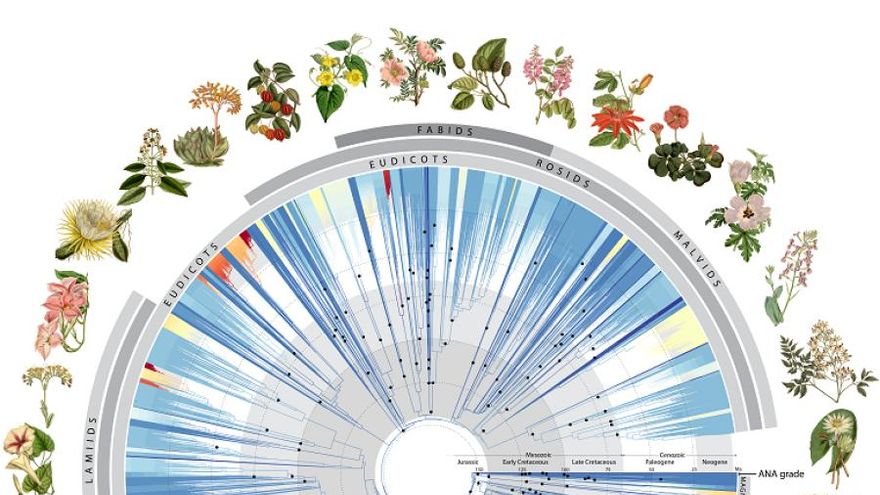 Un investigador cordobés colabora en el mayor "árbol de la vida" de las plantas con flores, publicado por 'Nature'