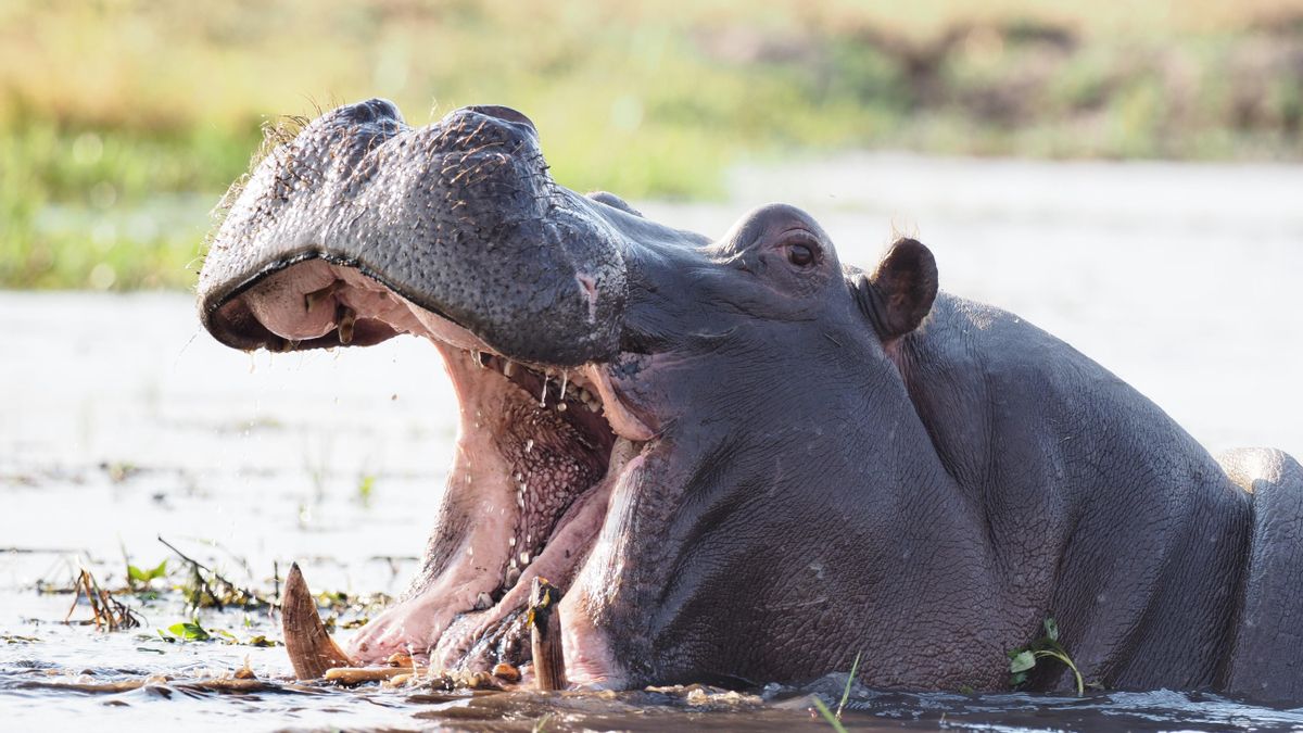 Un multimillonario indio ofrece acoger 80 hipopótamos del narco Pablo Escobar y abre una salida frente al sacrificio