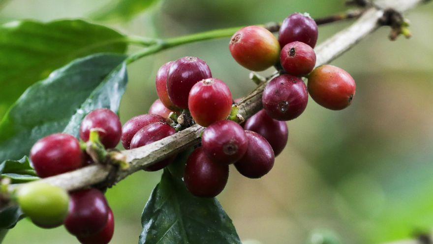Empresa de los cafeteros colombianos pasa de la logística a la industrialización