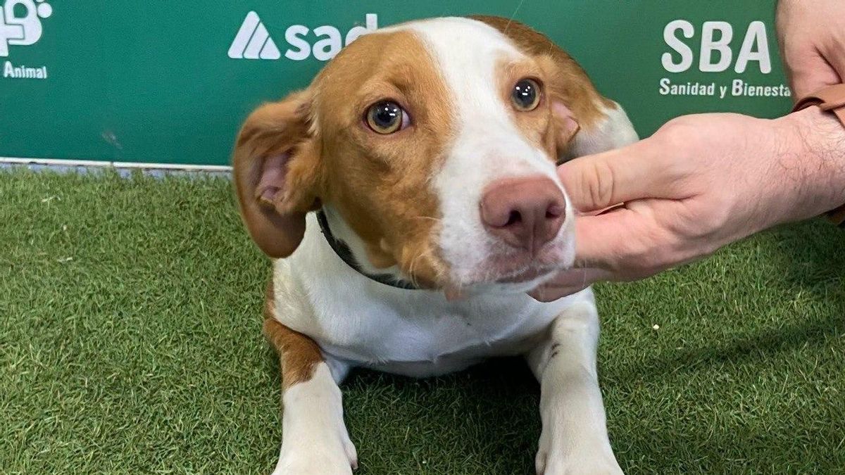 La Ley de Bienestar Animal ayuda a reducir un 9,2% las mascotas abandonadas recogidas por Sadeco