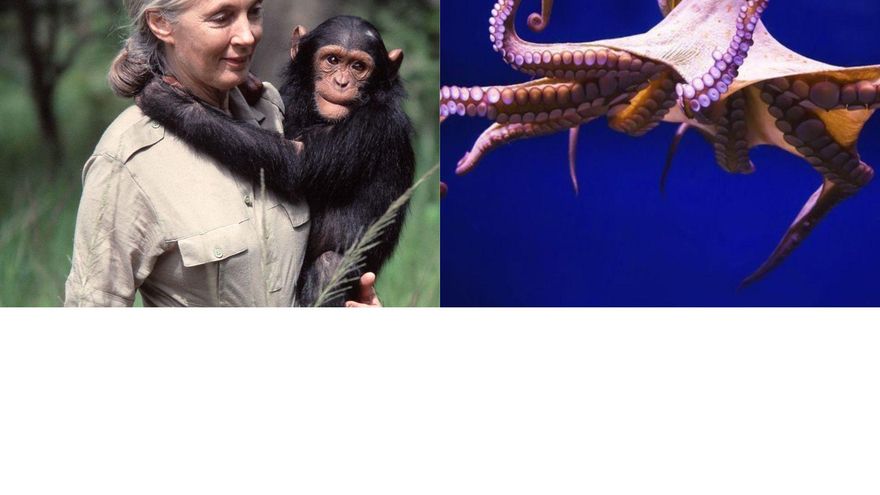 Granja de pulpos en Gran Canaria: la etóloga internacional Jane Goodall apoya la campaña que lucha por prohibir su creación