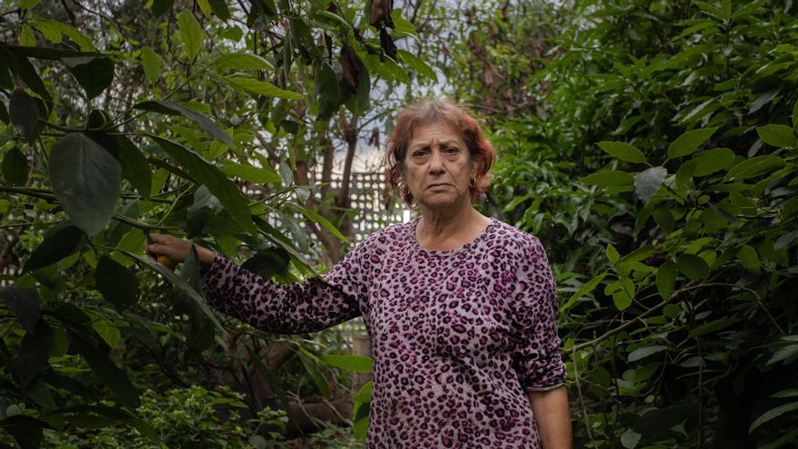 El aguacate de La Palma, un producto de oro reducido a cenizas por el volcán