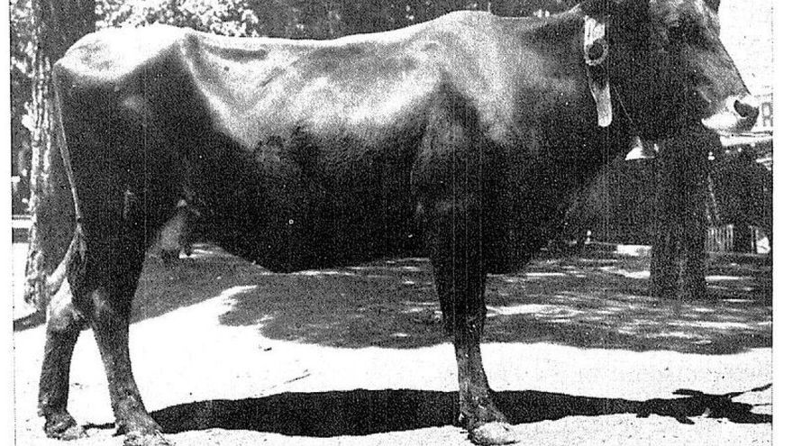 Vaca mantequera leonesa en una imagen del Ministerio de Agricultura