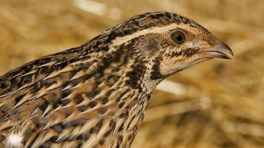La presión de los cazadores devuelve la protección de la codorniz a la casilla de salida