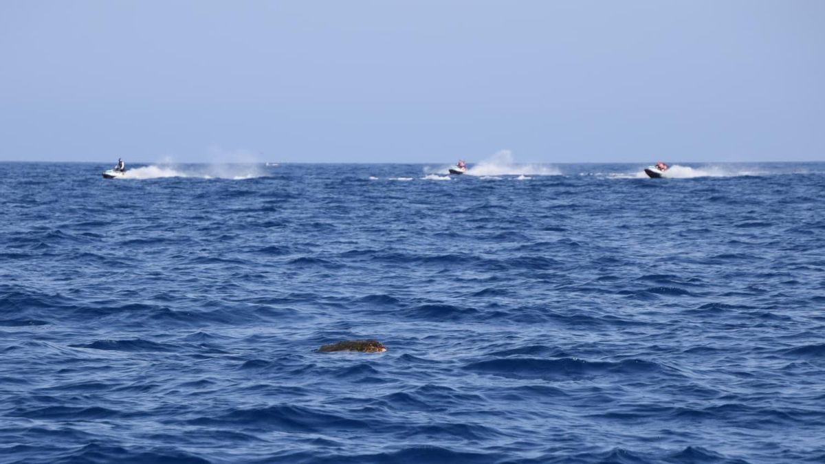 Varias motos de agua junto a una tortuga en la ZEC Teno-Rasca (Tenerife)