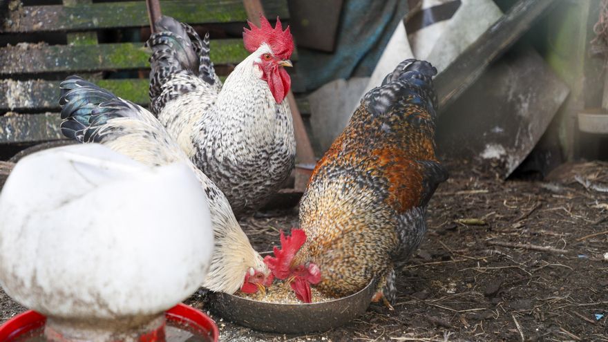 Castilla y León destina 6,5 millones de euros para combatir la gripe aviar