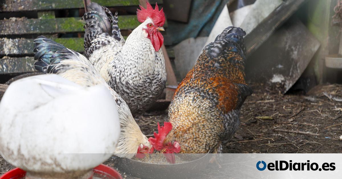 Descubren nueva cepa de influenza aviar que impacta la ganadería avícola.