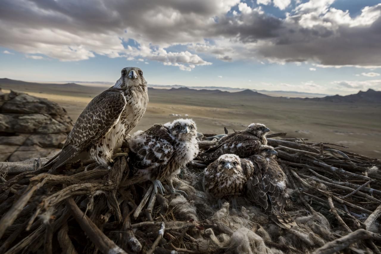 'Falcons and the Arab Influence', serie ganadora del primer premio en la categoría 'Naturaleza'. Un halcón saker hembra con sus polluelos en Erdene Sant, Mongolia. Los Sakers están en peligro de extinción, debido a la pérdida de hábitat y el comercio ilegal de vida silvestre.