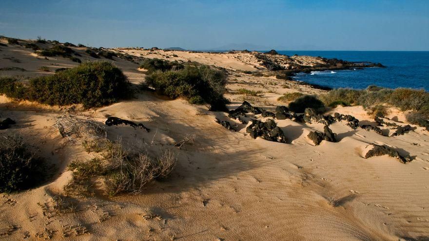 Las arenas se mezclan con las coladas volcánicas en las Dunas de Corralejo.