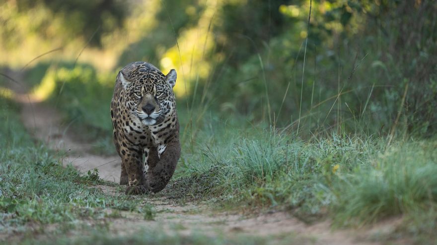 Argentina se consolida como líder en proyectos de rewilding mientras se debilita su sistema científico