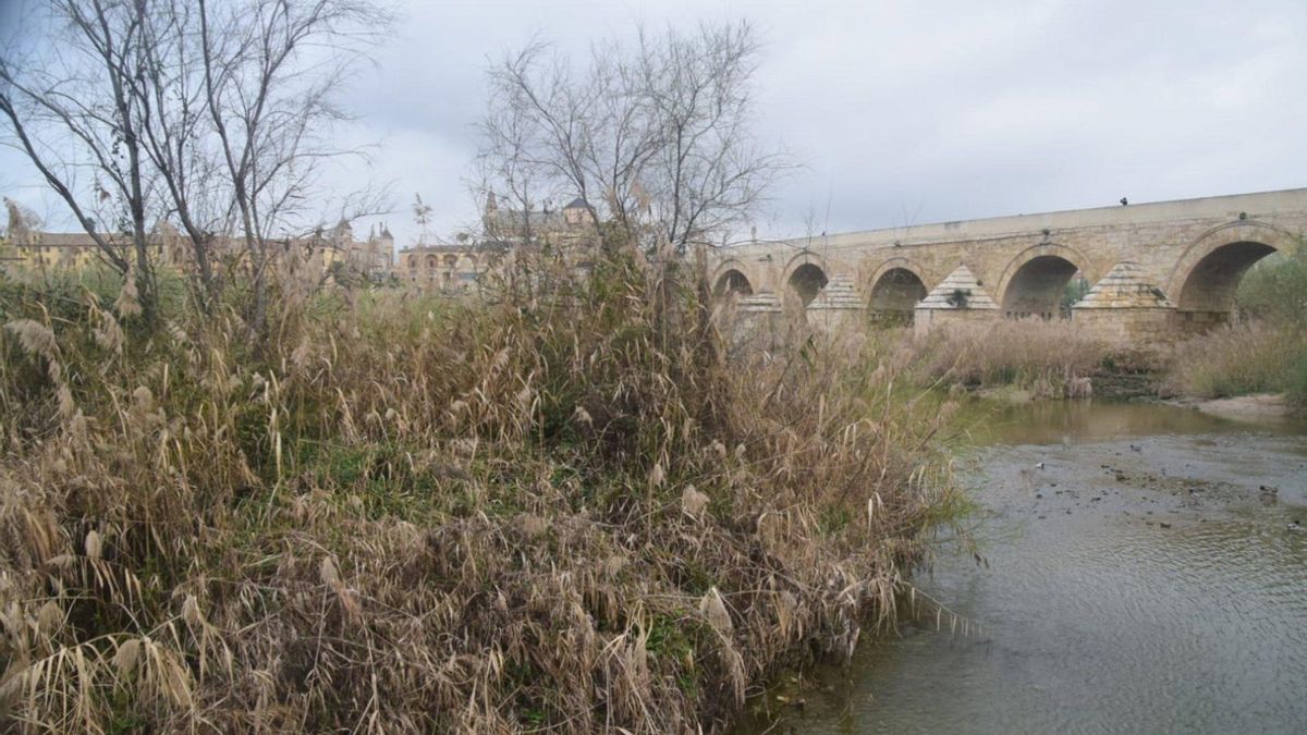 Estudiantes de FP participan en una jornada de sensibilización ambiental en los Sotos de la Albolafia