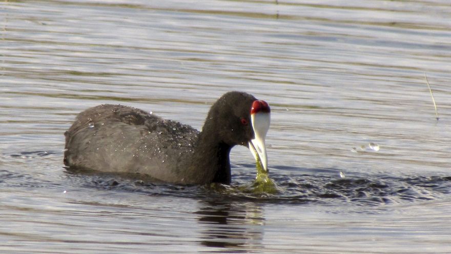 El desmán ibérico y la focha moruna, declaradas especies en situación crítica en España