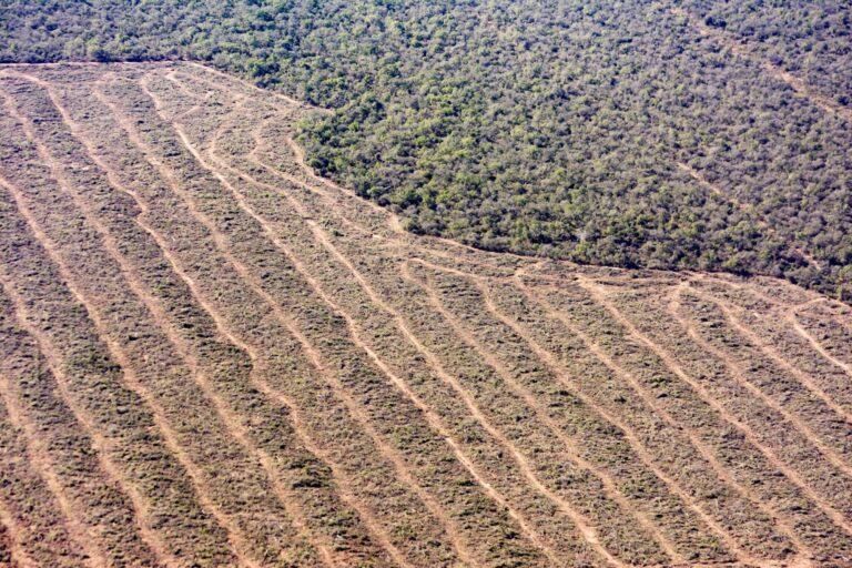 Imagen de deforestación para fines agrícolas en el norte de Argentina. Foto: cortesía Greenpeace Argentina