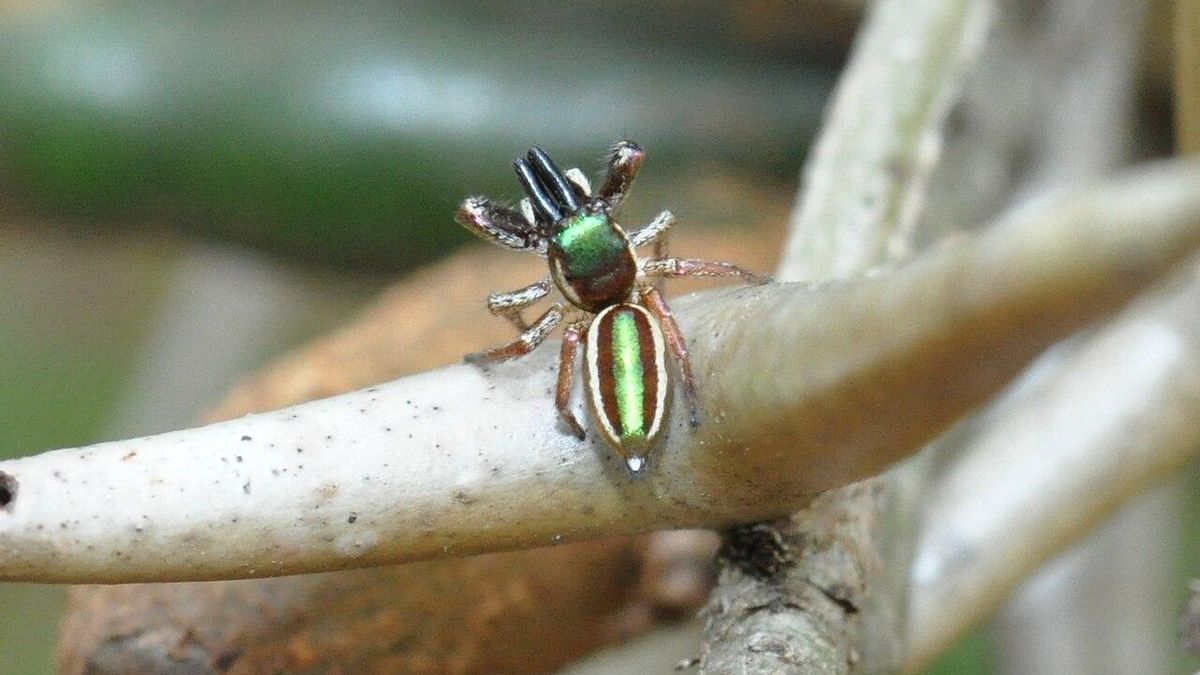 Esta es Bagheera kiplingi, la única araña con dieta vegetariana que hay en el planeta