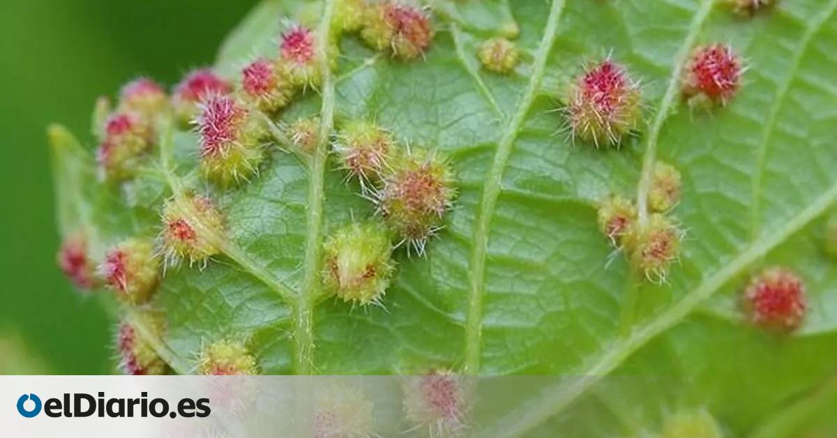 Canarias prohíbe el movimiento de uva y material vegetal de vid para contener la filoxera