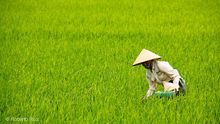 Las enormes plantaciones de arroz marcan tanto los paisajes como la gastronomía del país.