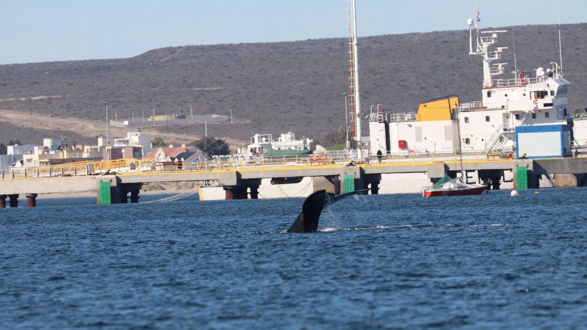 Un fin de invierno en la costa patagónica: Parada y fonda en Puerto Madryn y El Doradillo