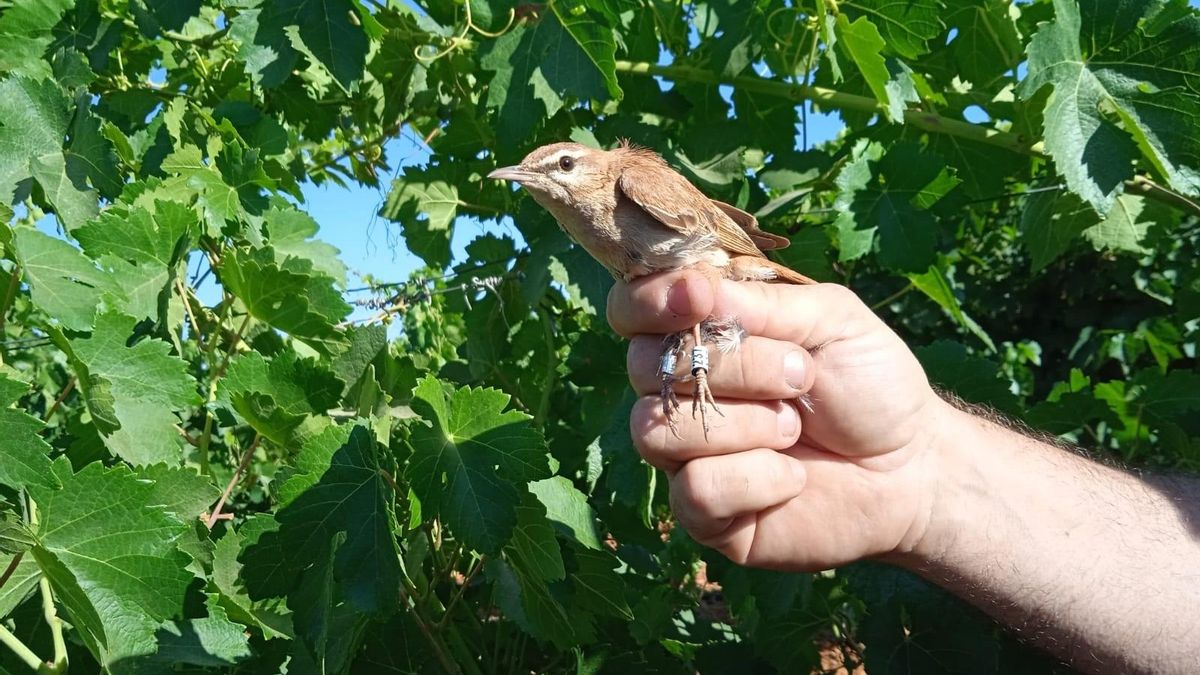 Más de 7.200 aves anilladas en la Marisma de Victoria desde 2018 por SEO BirdLife