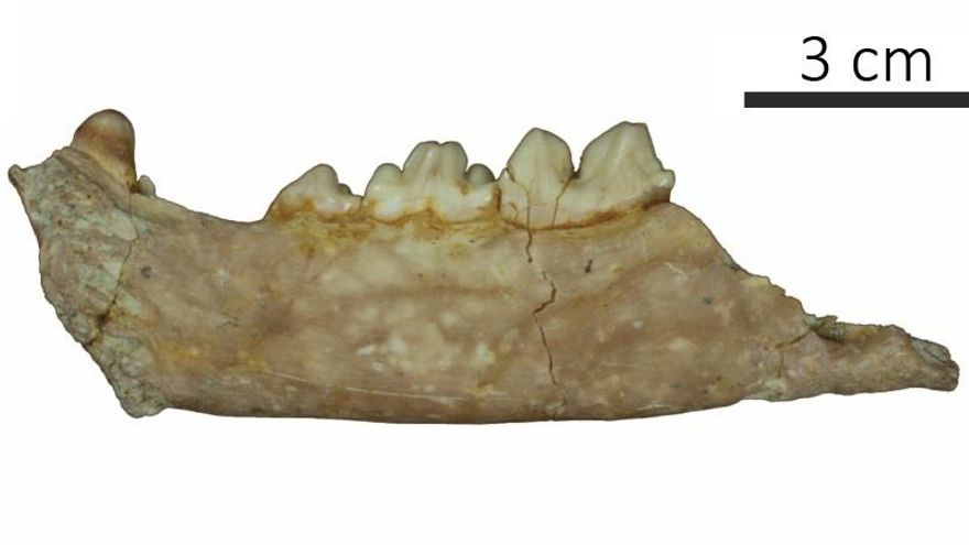 Hallan un nuevo tipo de ejemplar de dientes de sable de hace 2,5 millones años